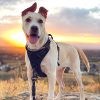 rabbitgoo Dog Harness, No-Pull Pet Harness with 2 Leash Clips, Adjustable Soft Padded Dog Vest, Reflective No-Choke Pet Oxford Vest with Easy Control Handle for Large Dogs, Black, L - Image 3