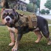 Antrix 3 Pcs American Flag/Service Dog K9 Paw Tracker Tactical Dog Police Dog Army Dog Patch with Hook & Loop Fastener Emblem Patch for Medium and Large Dog Vests Dog Harness Dog Clothes - Image 5