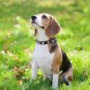 haoyueer Spiked Dog Collar for Small Dogs, Mushrooms Rivet Soft Pu Leather Spike Stud Studded Cat Collar Adjustable for Mini Tiny Breed Pet Teacup Puppy (S, Black) - Image 6