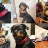 Kawagogo Spiked Studded Dog Collar with Large Sharp Spikes,2 Inch Wide Leather Dog Collar,Anti-bite,Fit Large Medium Dogs,Pitbull Doberman (L Adjust:19.7''-24.4'', Brown) - Image 4