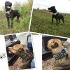 Pet Artist 2" Wide Luxury Genuine Leather Spiked Studded Dog Collars for Medium & Large Dogs,Black,XL,Neck for 21-24" - Image 4