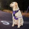 IVY&LANE No Pull Dog Harness for Medium Dogs, Dog Vest Harness with Leash, Safety Belt and Storage Strap, Fully Adjustable Harness, 360° Reflective Strip, Soft Handle (Purple, M) - Image 2