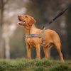 Annchwool No Pull Dog Harness with Soft Padded Handle,Reflective Strip Escape Proof and Quick Fit to Adjust Dog Harness,Easy for Training Walking for Small & Medium and Large Dog(Brown,M) - Image 2