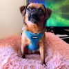 Best Pet Supplies Voyager Adjustable Dog Harness with Reflective Stripes for Walking, Jogging, Heavy-Duty Full Body No Pull Vest with Leash D-Ring, Breathable All-Weather - Harness (Turquoise), L - Image 2