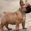 Spiked Dog Collar, Mushrooms Rivet Spike Anti-Bite Studded Protective Pet Neck Pu Leather Puppy Collars for XXS XS Small Medium Large Boy Dogs Male Cats Goat, Black S - Image 3