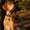 Leatherific Spike Dog Collar | Spiky Series | Premium Genuine Bridle Leather, Heavy Duty, Padded, Strong | for Medium, Large, XL Breeds | Black Brown | 2" Wide - Image 2
