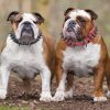 Spiked Dog Collars for Medium Large Dogs, Sharp Spike Studded Anti-Bite Protect Pets Neck Adjustable for Mastiff Pitbull Pug Bulldog, Black Rivets 2-Inch Wide Black Faux Leather 19-22" - Image 8