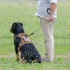 Beebiepet Heavy Duty Tactical Dog Harness for Large Dogs, No Pull Adjustable Pet Harness Reflective Service Training Easy Control Pet Vest Military K9 Working Dog Harnesses- Large, Brown - Image 5