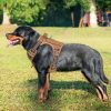 Beebiepet Heavy Duty Tactical Dog Harness for Large Dogs, No Pull Adjustable Pet Harness Reflective Service Training Easy Control Pet Vest Military K9 Working Dog Harnesses- Large, Brown - Image 6