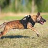 rabbitgoo Tactical Dog Harness for Large Dogs, Heavy Duty Dog Harness with Handle, No-Pull Service Dog Vest Large Breed, Adjustable Military Dog Vest Harness for Training Hunting Walking, Black, L - Image 2