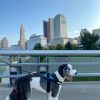 ShawnCo Essential Dog Harness, No-Pull Pet Vest with 3 Leash Clips, No Choke, Reflective, Adjustable and Padded, for Easy Walking and Training for Small, Medium and Large Dogs (Oceanic Blue, S) - Image 2