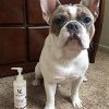 Warren London Hydrating Butter Leave In Pet Conditioner for Dogs | Lotion Skin and Coat Aloe Puppy & Dog Hair Detangler, Dry Skin, Fur Dandruff Use After Shampoo Bathing Made in USA Guava 8oz - Image 4