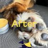 Finn Paw Hero | Natural Revitalizing Dog Paw Balm | Protect, Nourish & Repair Paws from Pavement, Dryness, & Spring Adventures - 1.75 oz - Image 7