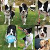 Dog Toys for Aggressive Chewers 13 Pack?Indestructible Tug of War Toys for Small, Medium, Large Dog Breeds , Teeth Cleaning Chew Toys Pet Interactive Rope Toys, Plush with Stuffing Toys for Puppy - Image 2