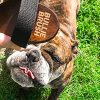 BullieBrush - The Ultimate Grooming Tool for Bulldogs and Pitbulls - Bully Brush is the Shed Brush for Dogs with Short Hair. Cloth Strap, Wooden Handle, Lightweight - Image 3
