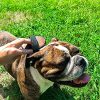 BullieBrush - The Ultimate Grooming Tool for Bulldogs and Pitbulls - Bully Brush is the Shed Brush for Dogs with Short Hair. Cloth Strap, Wooden Handle, Lightweight - Image 2