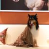 Dogvingpk Dog Towels for Drying Dogs - Pack of 2 - Super Absorbent Soft Microfiber Pet Bath Grooming Towel for Dogs and Cats & Other Pets (M-36" * 28", Grey and Brown) - Image 5