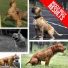 Vita Bully Vitamins for Bully Breeds: Pit Bulls, American Bullies, Exotic Bullies, Bulldogs, Pocket Bullies, Made in The USA (60 Vitamins) - Image 6