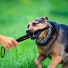 Dog Breaker Stick - No-Bite Training Bar Tool, Chew Toy | Used for Deterrent, Pet Fight Aggression Stopper & Self-Defense - Protection Supplies for Small to Large Pitbull, K9 Canine (Blue, 2PCS) - Image 6