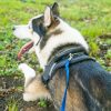 Hi Kiss Dog/Puppy Obedience Recall Training Agility Lead - 15ft 20ft 30ft 50ft 100ft Leash - Great for Play, Camping, or Backyard - Orange - Image 4