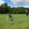Hi Kiss Dog/Puppy Obedience Recall Training Agility Lead - 15ft 20ft 30ft 50ft 100ft Leash - Great for Play, Camping, or Backyard - Orange - Image 3
