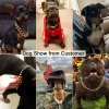14mm Gold Dog Chains Collar for Dogs Stainless Steel Metal Luxury Necklace Pet Accessory - AliExpress 15 - Image 3