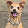 19MM Chew Proof Gold Dog Chain Collar Stainless Steel Collars with Solid Buckle Pet Chains for Large Dogs - AliExpress 15 - Image 6