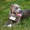 32MM Large Dog Choke Chain Collar Heavy Duty Crystal Cuban Link Thick Stainless Steel Dog Harness Dog Collar Pet Accessories - AliExpress 15 - Image 6