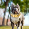 32mm Wide Stainless Steel Collar with side ring Strong Dog Gold Collar Big Dogs Cuban Link Chain for Medium Large Bulldog - AliExpress 15 - Image 6