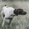 SportDOG Brand SportHunter 825X Shock Collar - Remote Trainer with 1/2 Mile Range ? Waterproof, Rechargeable Dog Training Collar with Static, Vibrate, and Tone - Image 9