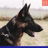 Herm Sprenger Stainless Steel Fur Saver Dog Chain Collar Medium Link Professional Training Collar with Quick Release Snap Hook for Medium Large Dogs Made in Germany (28in (70cm)) - Image 3
