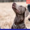 Herm Sprenger Stainless Steel Fur Saver Dog Chain Collar Medium Link Professional Training Collar with Quick Release Snap Hook for Medium Large Dogs Made in Germany (28in (70cm)) - Image 9