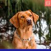 Herm Sprenger Stainless Steel Fur Saver Dog Chain Collar Medium Link Professional Training Collar with Quick Release Snap Hook for Medium Large Dogs Made in Germany (28in (70cm)) - Image 5