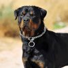 Freezx Dog Choke Collar Slip P Chain,Heavy Chain Dog Metal Training Choke Collars, Adjustable Weather Proof Alloy Steel Necklace for Small Medium Large Dogs - Image 3