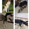 Dog Choke Collar Stainless Steel P Chain Slip Collar for Dog Training Walking (3.0mm x 22inch) - Image 2