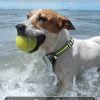 Dog Training Collar with Remote - Rechargeable Waterproof E-Collar for Large, Medium and Small Dogs, 3 Training Modes, Range up to 3300Ft - Image 5