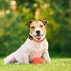 Educator CPAD-010 Dog Training Collar Receiver Comfort Pad, Improves Contact, Reduces Irritation and Skin Sensitivities, Winged Soft Comfort, Short Hair - Image 2