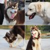 Pets vv 3 Pack Dog Collar Chain, Stainless Steel Training Collar for Dogs - Image 2