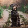 Didog Genuine Leather Dog Collars,Braided Dog Collar Leather Stylish & Durable Metal Chain Dog Collar for Medium Large Dogs,Black,L - Image 8