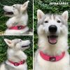 Tuff Pupper Ultra Comfort Padded Dog Collar | Thick Neoprene Padding | Ballistic Nylon Strap Dog Collar with Reflective Stitching | Durable Metal Buckle & Integrated ID Tag Holder | Waterproof Collar - Image 8