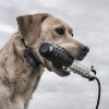 SportDOG Brand FieldTrainer 425X/SportHunter 825 Add-A-Dog Collar - Additional, Replacement, or Extra Collar for Your Remote Trainer - Waterproof and Rechargeable with Tone, Vibration, and Shock - Image 6