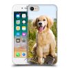 Head Case Designs Golden Retriever Puppy Popular Dog Breeds Hard Back Case Compatible with Apple iPhone 7/8 / SE 2020 & 2022
