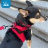Best Pet Supplies Voyager Dog Collar Safety Clip with Dual Clasps, Collars and No Pull Harness Connectors, Training for Walking, Running, and Hiking, Safety Clip - Black - Image 2