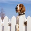 PetSafe KeepSafe Break-Away Collar, Prevent Collar Accidents for Your Dog or Puppy, Improve Safety, Compatible with Leash Use, Adjustable Sizes - Image 5