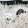 SportDOG Brand SportHunter 1225X Remote Trainer - Rechargeable Dog Training Collar - E-Collar for Dogs with Shock, Vibrate, and Tone - 3/4 Mile Range - SD-1225X - Image 3