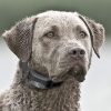 SportDOG Brand FieldTrainer 425XS Add-A-Dog Collar for Stubborn Dogs - Additional, Replacement, or Extra Collar for Your Remote Trainer - Waterproof and Rechargeable with Tone, Vibration, and Shock - Image 8