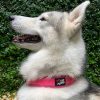 Tuff Pupper Ultra Comfort Padded Dog Collar | Thick Neoprene Padding | Ballistic Nylon Strap Dog Collar with Reflective Stitching | Durable Metal Buckle & Integrated ID Tag Holder | Waterproof Collar - Image 3