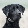 SportDOG Brand 425 Remote Trainers - 500 Yard Range E-Collar with Static, Vibrate and Tone - Waterproof, Rechargeable - Camouflage Dog Training Collar - Image 3