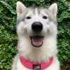 Tuff Pupper Ultra Comfort Padded Dog Collar | Thick Neoprene Padding | Ballistic Nylon Strap Dog Collar with Reflective Stitching | Durable Metal Buckle & Integrated ID Tag Holder | Waterproof Collar - Image 2