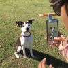WOOFIE - The Pet Selfie & Portrait Tool (Slay Gray) - Image 4